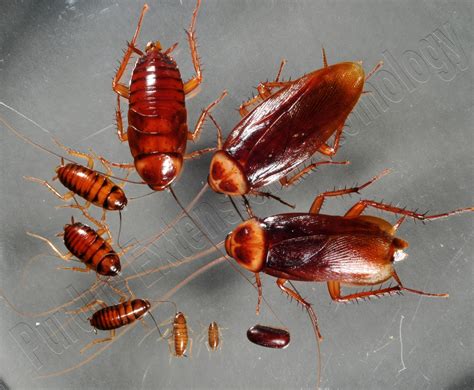 ¿Cómo funciona Roach Roach?